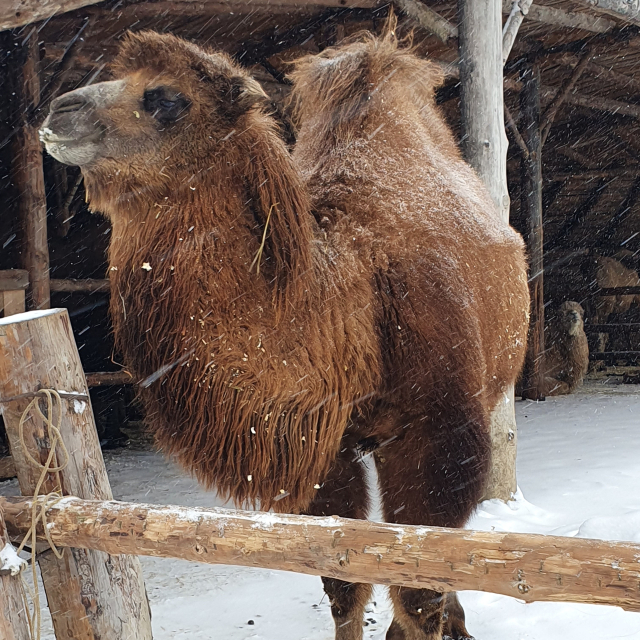 Масленица в Этнопарке "Кочевник"